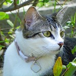 Pearl Playing Outdoors